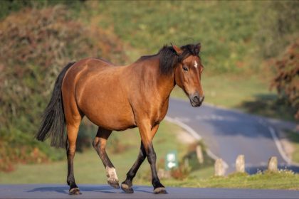 Près de Perpignan : un cheval meurt après avoir été percuté par trois voitures