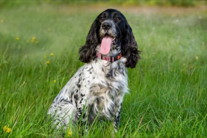 Morbihan : un chien de chasse tombé dans une cavité de 20 mètres de profondeur sauvé par les pompiers