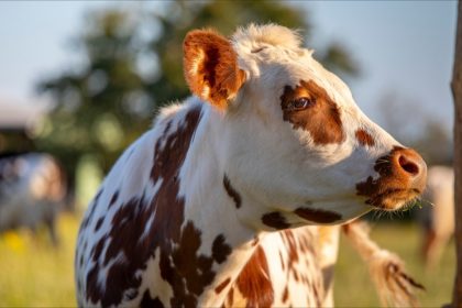 100% du lait servi dans les cantines de Nanterre est issu d&rsquo;une coopérative normande, la ville récompensée