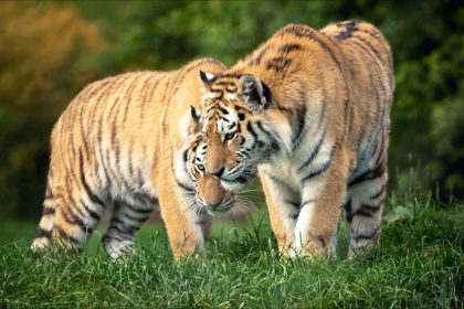Un tigre relâché en Sibérie parcourt près de 200 km pour retrouver une tigresse qui a grandi avec lui en captivité