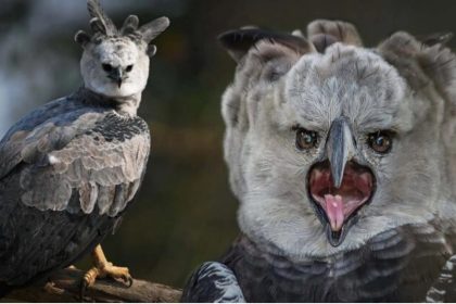 L’oiseau de proie le plus puissant au monde : ses serres sont plus grandes que celles d’un grizzli