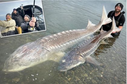L’un des plus gros poissons jamais capturés : un pêcheur à la ligne capture un esturgeon de 230 kg sur le fleuve Fraser