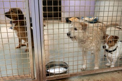 Légère baisse du nombre d&rsquo;animaux adoptés en 2024, en particulier pour les chiens