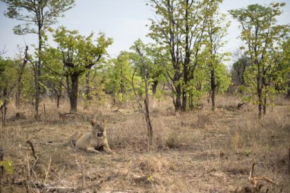 « C&rsquo;est un miracle qu&rsquo;il ait survécu » : Tinotenda, sept ans, survit seul cinq jours dans un parc à lions au Zimbabwe