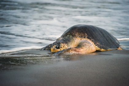 Bangladesh : une centaine de tortues de mer retrouvées mortes, des scientifiques enquêtent