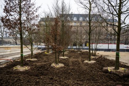 Forêt urbaine à Paris : « Faire du chiffre […] et les laisser mourir »