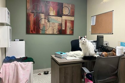 « Juste tellement contente qu&rsquo;il soit là » : les retrouvailles émouvantes avec les animaux sauvés des incendies à Los Angeles