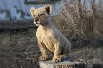 Géorgie : un zoo recueille un lionceau en très mauvais état ayant appartenu à un champion de judo