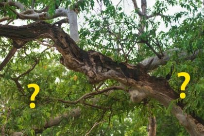 Les maîtres du camouflage : un photographe repère des hiboux Petit-duc scops dans leur habitat naturel – Pouvez-vous les repérer ?