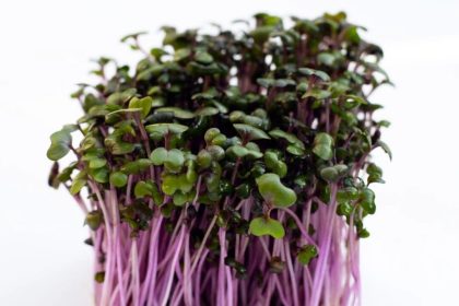 Guérir l&rsquo;hépatite B naturellement : le rétablissement d&rsquo;un praticien en MTC grâce aux germes