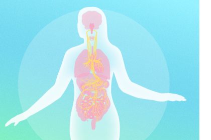 Comment le nerf vague contrôle la santé des principaux organes (« Exploiter la puissance du nerf vague », 1ere partie)