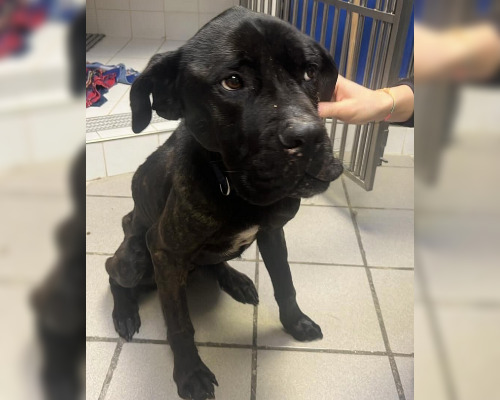 Abandonné en pleine forêt, Tyson, un cane corso de 4 ans, a vécu un calvaire : un appel aux dons est lancé pour tenter de le sauver