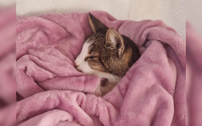 « Ils ont juste eu le temps de se faire un câlin » : quinze ans après avoir disparu, un chat retrouve son maître et meurt peu après