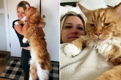 Ce Maine Coon est si grand qu’il a déjà la taille moyenne d’un enfant de 9 ans