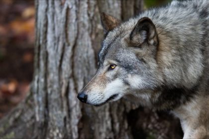 Cher : un loup très probablement responsable de la mort d’un troupeau d’ovins à Bessais-le-Fromental
