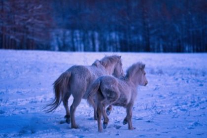 Une jument et son poulain, égarés depuis plusieurs semaines, sauvés grâce aux pompiers de l’Ariège