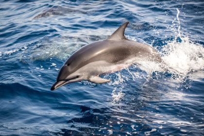 Bordeaux : des dauphins aperçus en train de remonter la Garonne