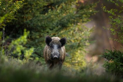 Aveyron : les promeneurs gravement blessés par un sanglier portent plainte contre la Fédération départementale des chasseurs