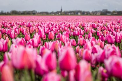 Des bouquets de fleurs massivement contaminés par les pesticides, selon UFC Que Choisir