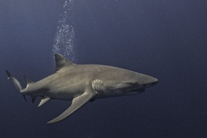 Deux jeunes femmes attaquées par un requin aux Bahamas, reconnaissantes d’être encore en vie
