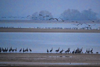 Au lac du Der, dans le nord-est de la France, l’hivernage des grues cendrées