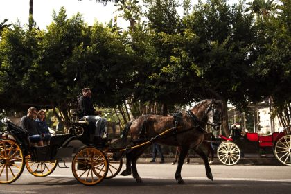 « Inhumain » : à Málaga, les balades touristiques en calèche vont disparaître