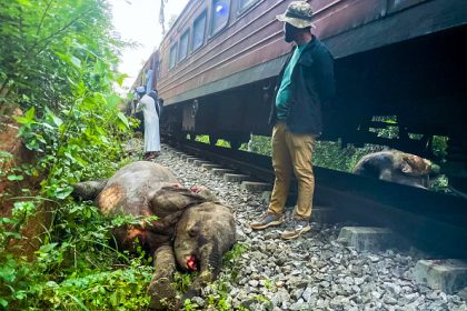Collisions avec un train, affrontements avec des humains… plus d&rsquo;un dixième des éléphants tués au Sri Lanka sur les deux dernières années