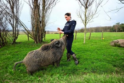 La situation de Rillette le sanglier a été régularisée, une « victoire définitive » pour celle qui l&rsquo;a adopté