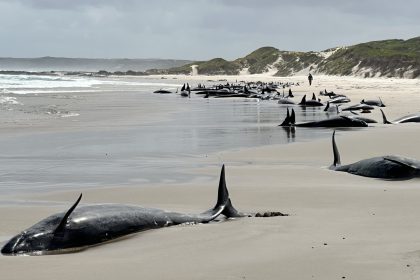 Une course contre la montre pour sauver 157 fausses orques échouées sur une plage isolée