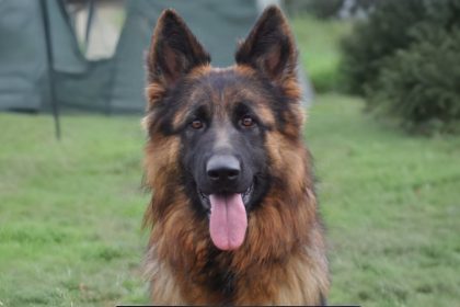 « J’étais hyper soulagé » : Texane, la chienne Berger allemand volée au salon de l’agriculture, a été retrouvée