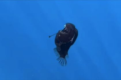 « Émergeant des profondeurs », un « diable noir des abysses » aperçu à la surface près des côtes espagnoles