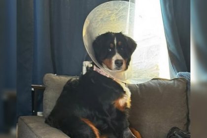 États-Unis : le vétérinaire découvre 44 corps étrangers dont 24 chaussettes dans le ventre d’un bouvier bernois