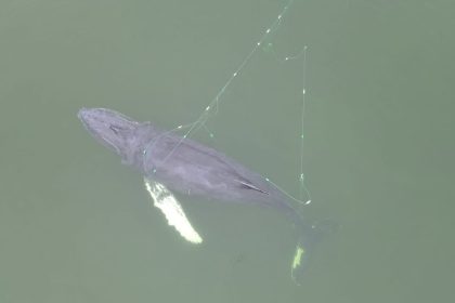 Une jeune baleine à bosse de cinq mètres coincée dans des filets de pêche libérée par des sauveteurs