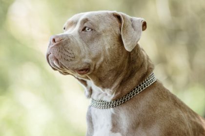 « Ils ont eu des sévices, ça se voit » : après avoir disparu durant 15 jours, les deux chiens d&rsquo;un couple retrouvés morts en Dordogne