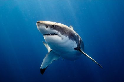 Un mal inconnu tue les grands requins blancs au Canada, plusieurs charognes retrouvées sur les plages