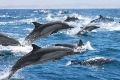 « Nous étions tellement excités » : un immense groupe de près de 2000 dauphins observé au large de la Californie