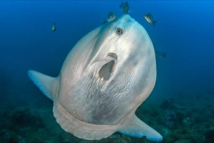 Japon : un aquarium réconforte un poisson-lune souffrant de solitude extrême avec des silhouettes humaines en carton