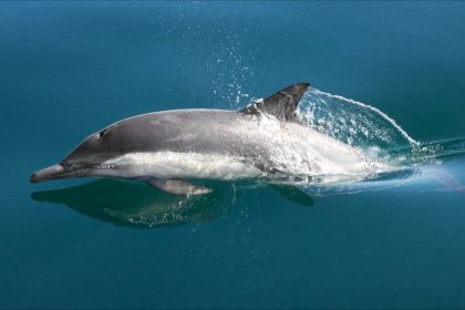Un dauphin retrouvé mort avec la queue attachée sur une plage du Cotentin