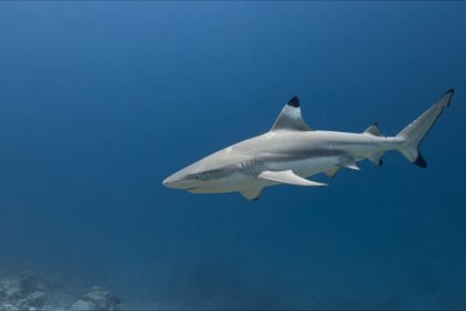 Caraïbes : un requin arrache les deux mains d&rsquo;une touriste qui tentait de le photographier
