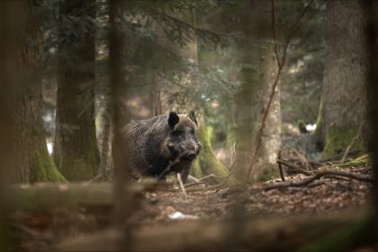 Couple attaqué par un sanglier : la plainte visant les chasseurs classée sans suite