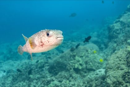 La tétrodotoxine, produite par le poisson-globe, aurait de très bons effets contre certaines cellules cancéreuses
