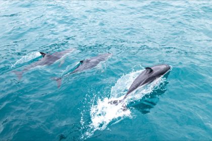 Une dizaine de dauphins et un phoque retrouvés échoués sur les plages de la Presqu’île de Guérande