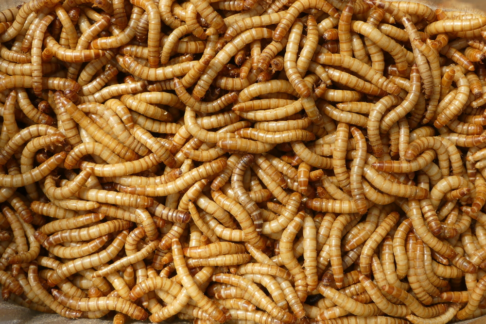Encore plus de farines d’insectes dans nos assiettes en 2025, quels ...