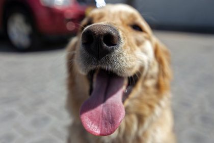 « Il pleurait et sautait sur moi » : un golden retriever coincé dans une mine de charbon, retrouvé après 11 jours par un randonneur