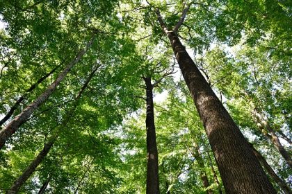 Le chêne en danger : l’Office national de la forêt tente le sauvetage du siècle pour le roi des forêts françaises
