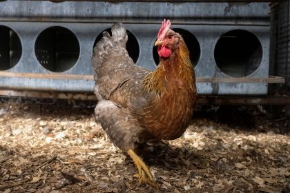 Qu’est-ce que la « taxe poulailler » et comment ne pas la payer ?