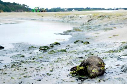 La prolifération d’algues vertes a causé la mort d’un sanglier sur une plage bretonne en 2024