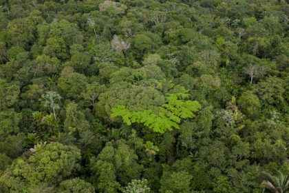 Une portion de la forêt amazonienne détruite… pour accueillir la COP 30