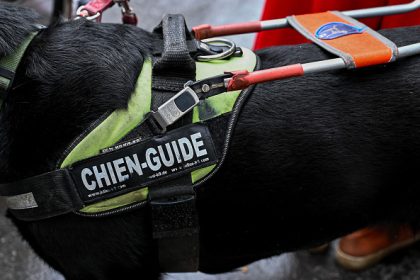 Malvoyante avec son chien guide, elle est refoulée d&rsquo;un magasin qui n&rsquo;accepte pas les animaux
