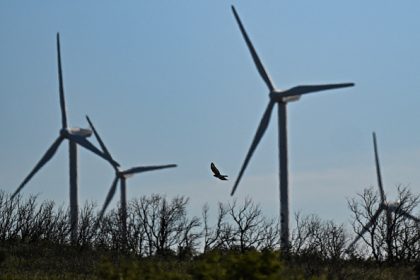 Surmortalité d’oiseaux protégés : EDF au pénal pour des éoliennes implantées dans l’Hérault